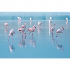 Foto paveikslas Flamingai