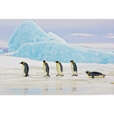 Foto paveikslas Pingvinų atvaizdas