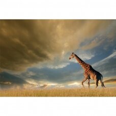 Foto paveikslas Žirafos vaizdas