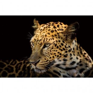 Foto paveikslas Leopardo II vaizdas