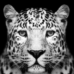 Foto paveikslas Leopardo vaizdas